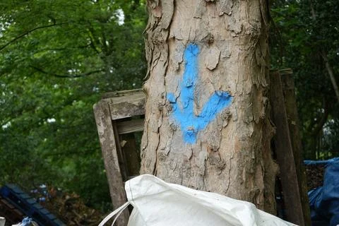 Tree Trunk With Blue Spray Paint And Peeling Bark In Hartington, Derbyshire, Stock Photos