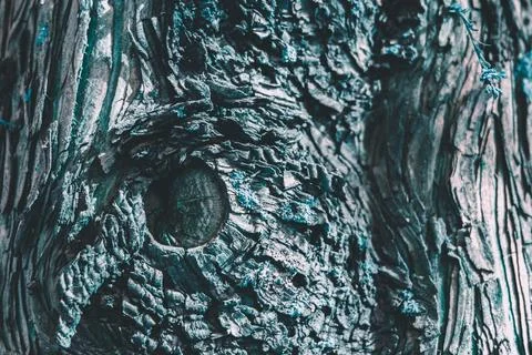 Tree trunk in bluish colour. close up fantasy tree trunk. blue tree texture Stock Photos