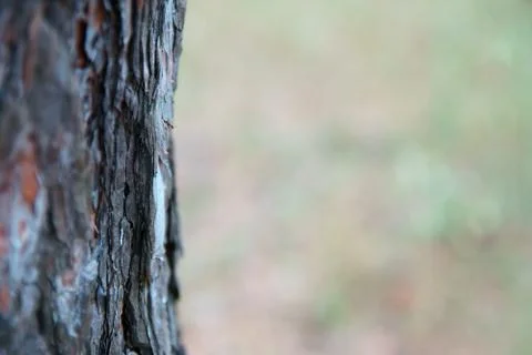 Tree trunk on blurred light background with space for text. Stock Photos