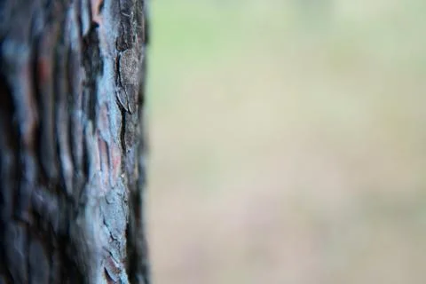 Tree trunk on blurred light background with space for text. Stock Photos
