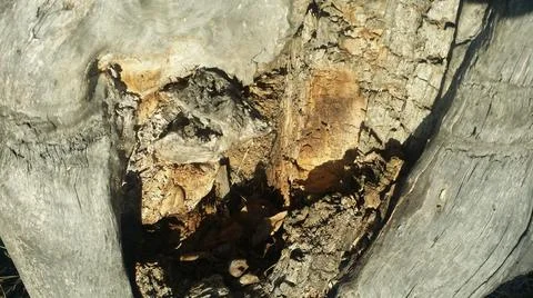 Tree trunk ,body ,tree bark ,goodness Stock Photos