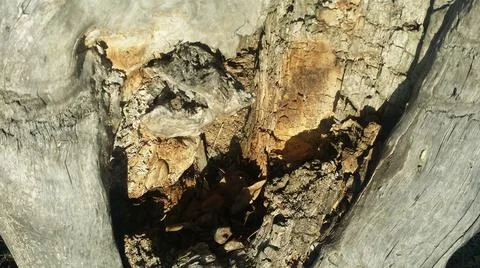 Tree trunk ,body ,tree bark ,goodness Stock Photos