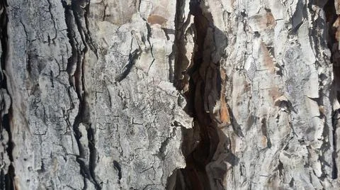 Tree trunk ,body ,tree bark ,goodness Stock Photos