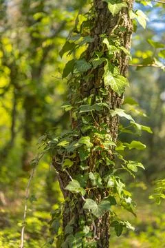 Tree trunk bound by ivy vine Stock Photos