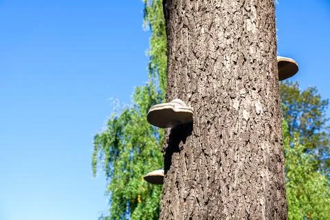 Tree trunk with bracket fungi Stock Photos
