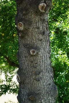 Tree trunk with branch circle patterns in Lana river Stock Photos