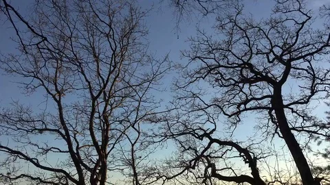 Tree trunk  branches and  forest with sunset in Sweden Stock Footage 72982179
