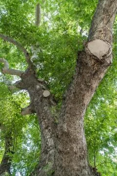 Tree trunk, branches and green leaves in spring Foto stock