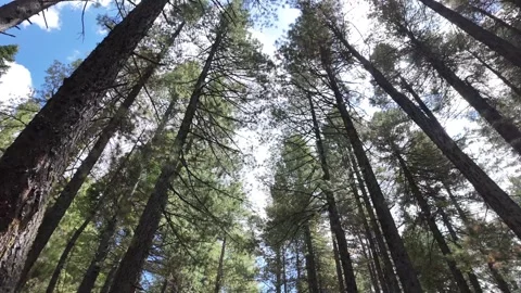 Tree Trunk Branches from Below with Sunlight Nature Green Environment,Magica Video stock 287200976