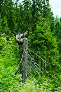 Tree Trunk with Branches in the Green Forest Stock Photos