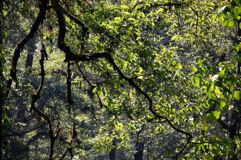 Tree Trunk with branches in Rain Forest Stock Photos