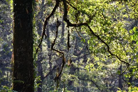 Tree Trunk with branches in Rain Forest Stock Photos