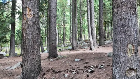 Tree Trunk Branches with Sunlight ,Looking Up Mystical Rainforest Sunrise  Stock Footage 287201327
