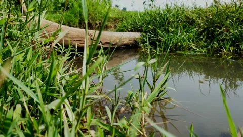 Tree trunk bridge on the river Stock Footage 215329195