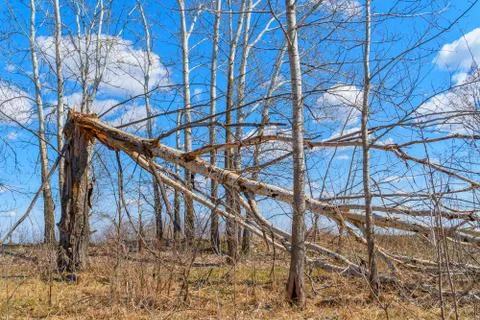 Tree trunk broken by strong wind Stock Photos