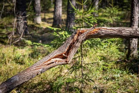 A tree trunk broken by the wind on the background of a green coniferous fores Stock Photos