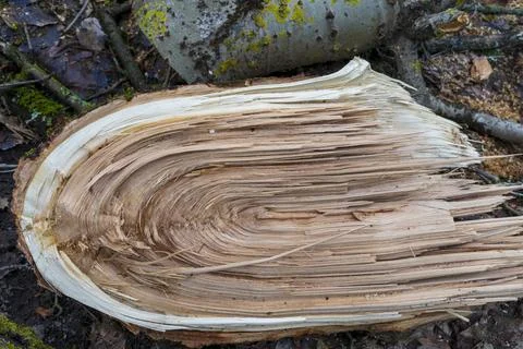 The tree trunk is broken by the wind. Close up Stock Photos