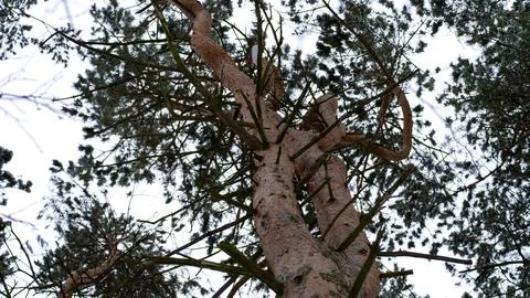 A tree with a trunk that is brown and has a few branches Stock Photos
