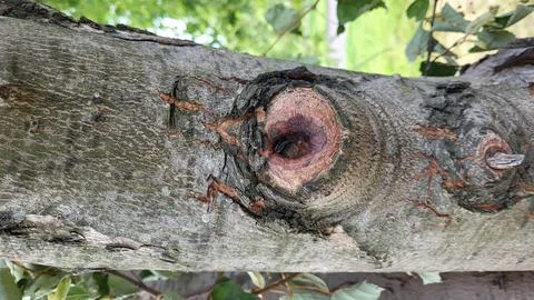 A tree trunk with a brown knot like an eye Stock Photos