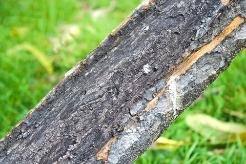 Tree trunk burned by thunderbolt strike Stock Photos