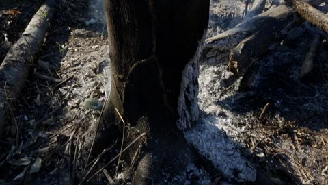Tree trunk burning on deforestation fire in the Amazon Rainforest Vidéo 128777419