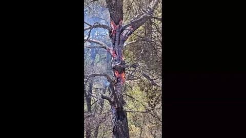 Tree trunk burns brightly in forest Stock Footage 339757601