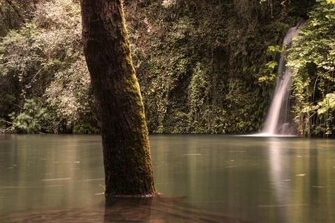 Tree trunk in calm lake with waterfall flowing Stock Photos
