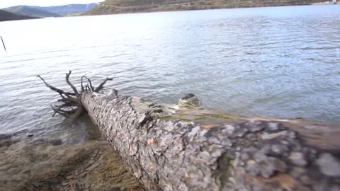 Tree trunk in a calm lake in winter Stock Footage 148173608