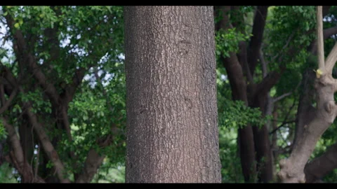 Tree Trunk to Canopy Movement for Mindfulness Background Use Stock Footage 327802147