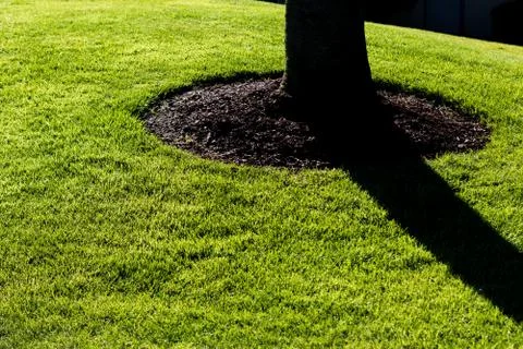 Tree trunk casting shadow on a lush green lawn Stock Photos