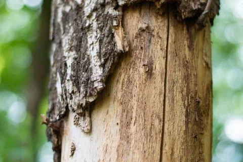 Tree trunk centred. fresh green bokeh with natural wood texture in the centre Stock Photos