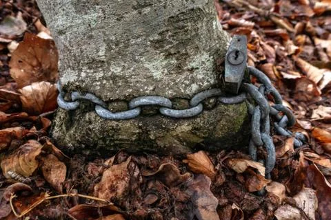 Tree trunk with chain and padlock 库存照片
