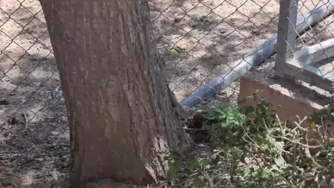 Tree Trunk by Chain-Link Fence, Cyprus Video stock 318511391