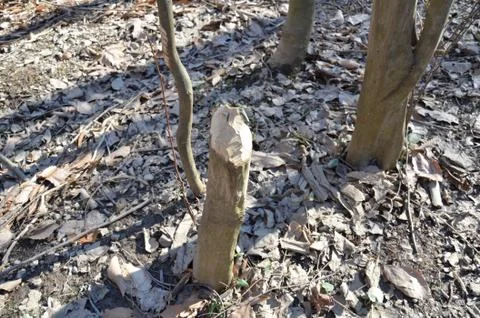 Tree trunk chewed on or bitten by beavers Stock Photos