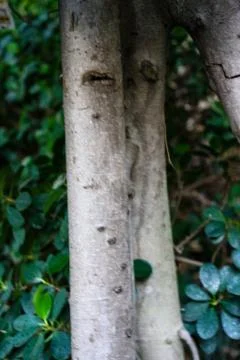 Tree trunk from chinese fig, ficus microcarpa panda moraceae Stock Photos