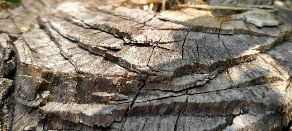 Tree Trunk Chopped Down with an Axe in the Forest Stock-Fotos