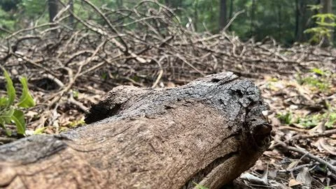 The tree trunk is clean of twigs and leaves Stock Photos