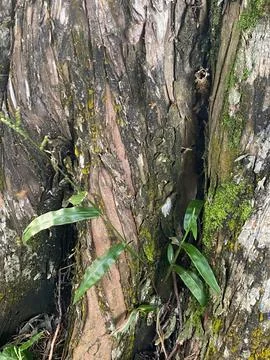 Tree trunk with climbing vine Stock Photos
