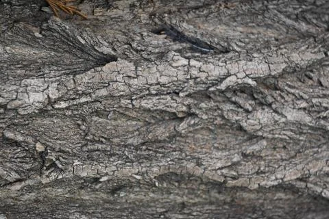 Tree Trunk Close-Up Background, Natural Wood Texture Concept Stockfoto's