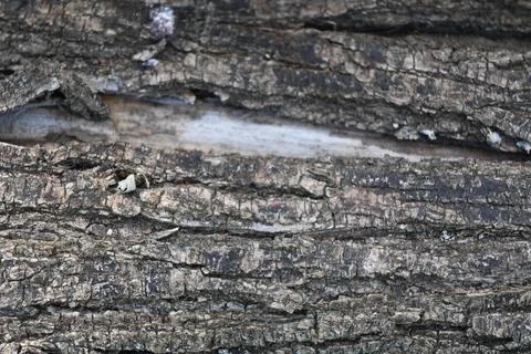 Tree Trunk Close-Up Background, Natural Wood Texture Concept Stockfoto's