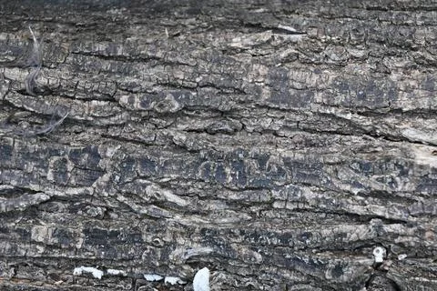 Tree Trunk Close-Up Background, Natural Wood Texture Concept Photos