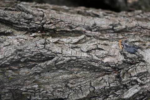 Tree Trunk Close-Up Background, Natural Wood Texture Concept Fotos Stock