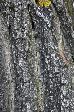 Tree Trunk Close-Up Background, Natural Wood Texture Concept Fotos de archivo