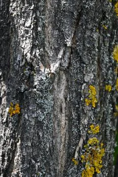 Tree Trunk Close-Up Background, Natural Wood Texture Concept Photos