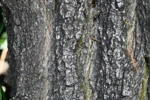 Tree Trunk Close-Up Background, Natural Wood Texture Concept Фото