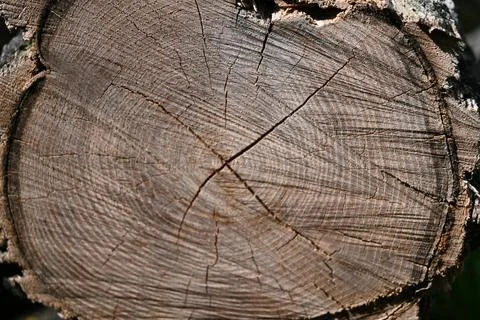 Tree Trunk Close-Up Background, Natural Wood Texture Concept Fotos Stock