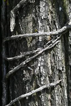 Tree Trunk Close-Up Background, Natural Wood Texture Concept Фото