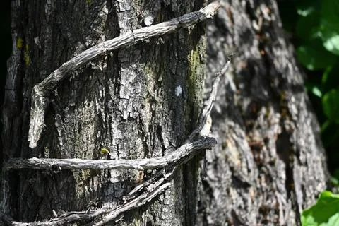 Tree Trunk Close-Up Background, Natural Wood Texture Concept Stock Photos