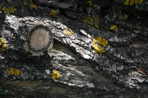 Tree Trunk Close-Up Background, Natural Wood Texture Concept Фото