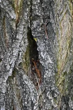 Tree Trunk Close-Up Background, Natural Wood Texture Concept Fotos Stock